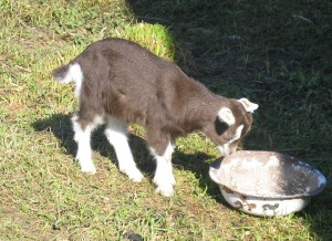 This young goat needs nourishment.  You do, too.