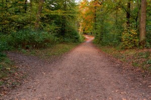 Autumn Path C