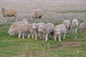 The Sheep